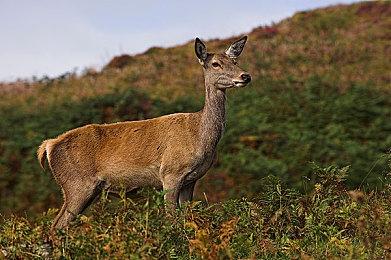 《完美音浪》周年更新发现Switch和PS版线索