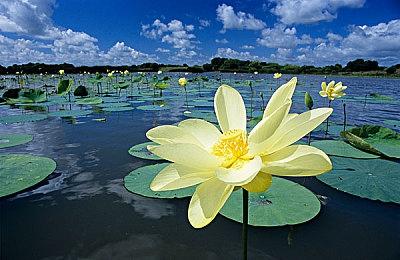 新角色现身《塞尔达传说：王国之泪》数字兑换卡